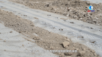 縱橫土地上的黑色“血管”是啥？來自新疆高效節水的“良方”