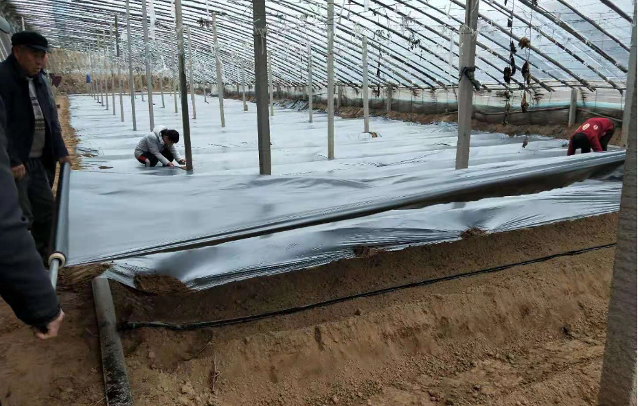 不知道滴灌帶的孔到底朝哪里，了解正確安裝方法，助力作物生長