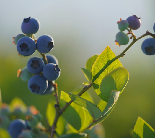 藍莓