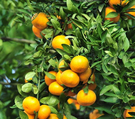 柑橘